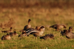David Plant Photography - Wildlife Photographer - Pink-footed goose stretching - L